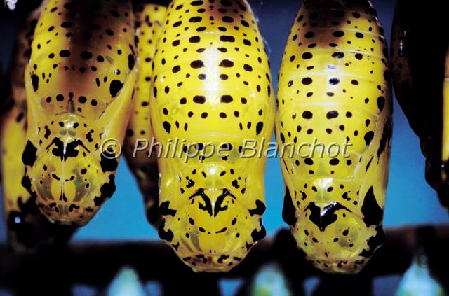idea chrysalides.JPG - Idea leuconoe (chrysalides)Lepidoptera, DanaidaeOrigine : PhilippinesSerre à papillons, France